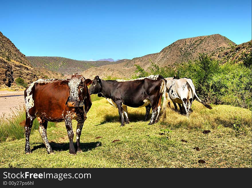 Brown African cow in herd in mountains. Shot in the Langeberge highlands near Grootrivier river, Garden Route, Western Cape, South Africa.