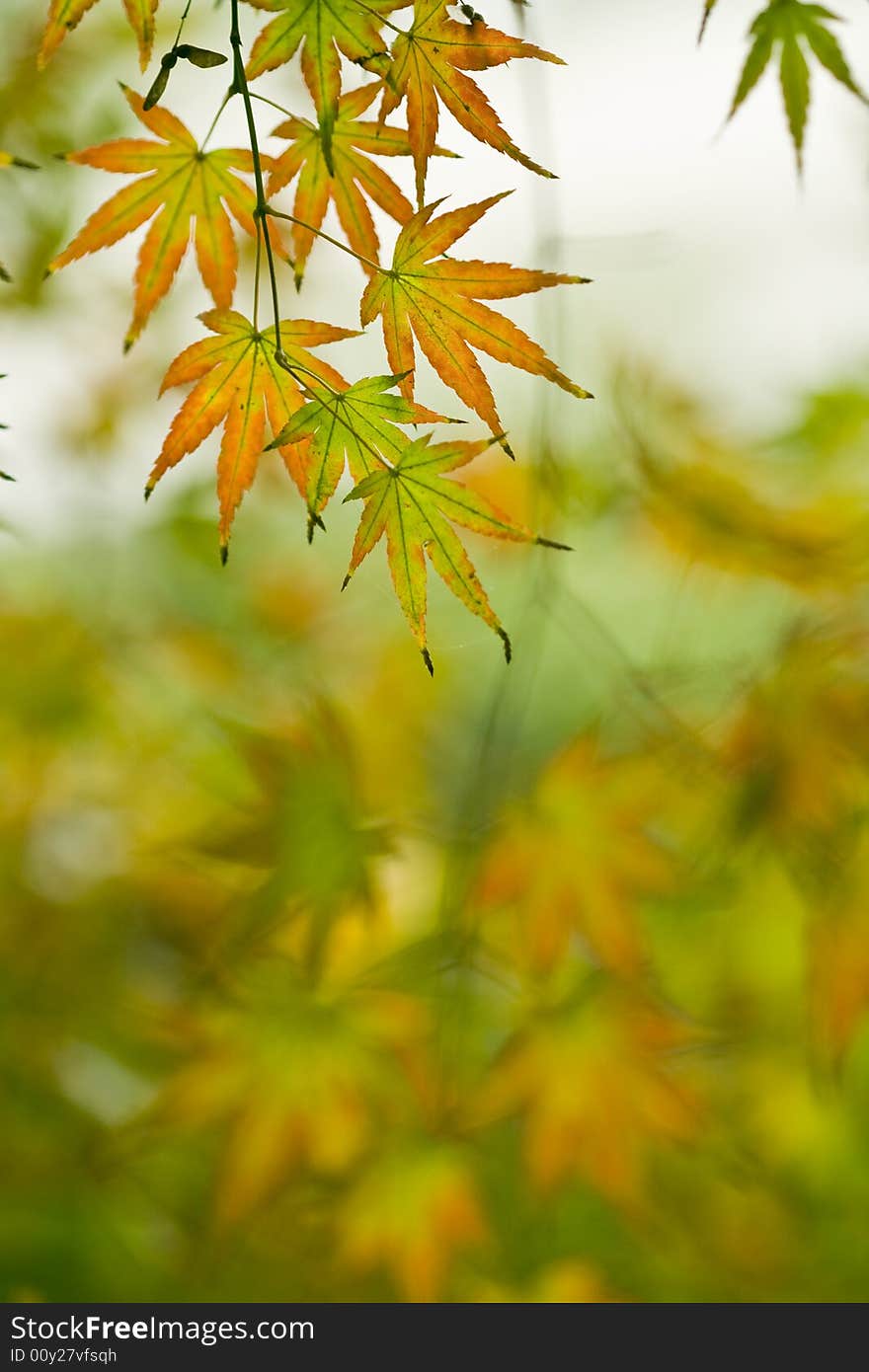 Red and yellpw leaves in the Autumn. Red and yellpw leaves in the Autumn