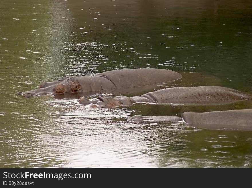 3 hippos laying side by side in their pond in the rain. 3 hippos laying side by side in their pond in the rain