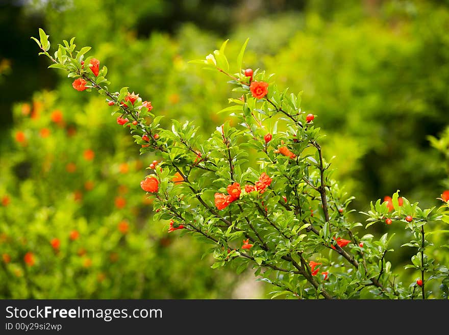 Megranate Flowers