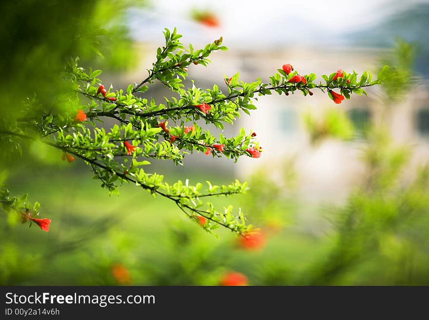 Megranate  branch & Flowers