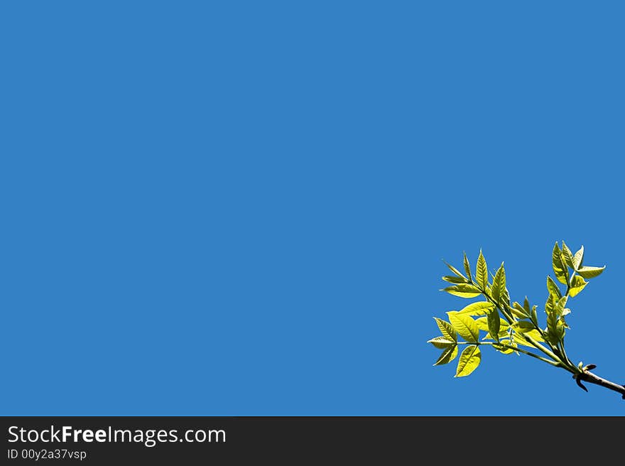 Growing green leaves on blue sky background. Spring time.