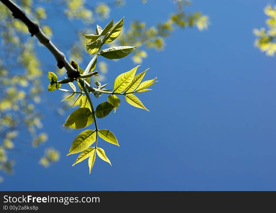 Growing green leaves on blue sky background. Spring time.