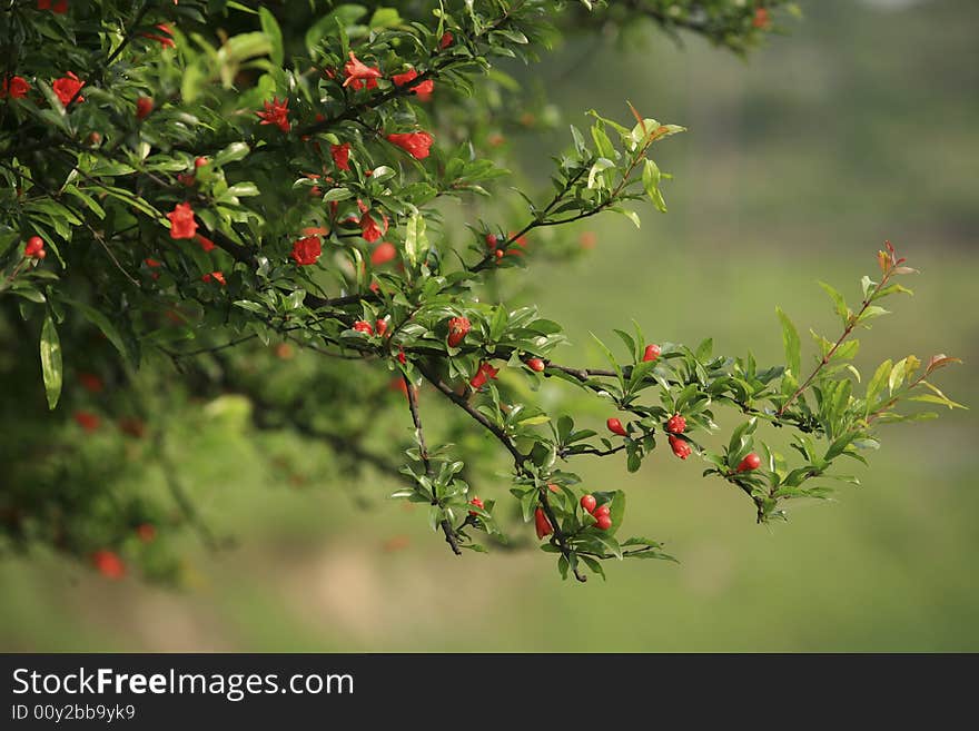 Megranate flower branch