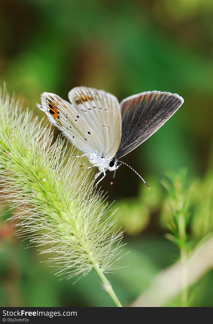 Hairstreak