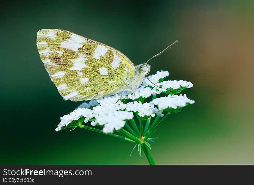 A closeup shooting of isolation white butterfly on umbellate flower in deep green background.