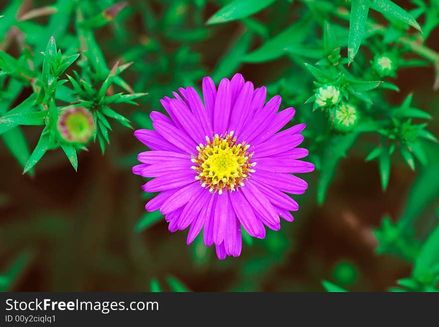 A closeup look down shooting of purple chrysanthemumand flower. A closeup look down shooting of purple chrysanthemumand flower.