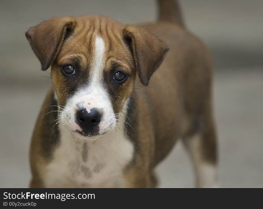 Anton, an 8-week old domestic puppy.