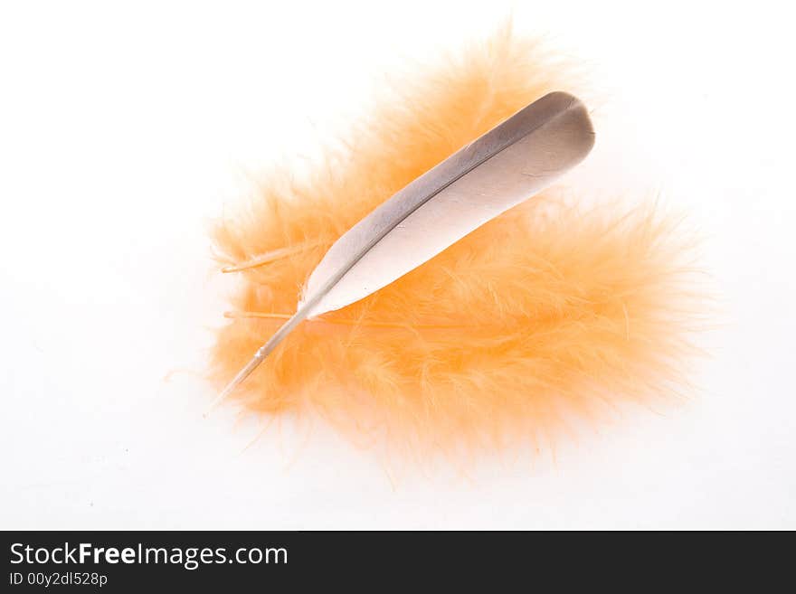 Grey and orange  feather isolated on white. Grey and orange  feather isolated on white