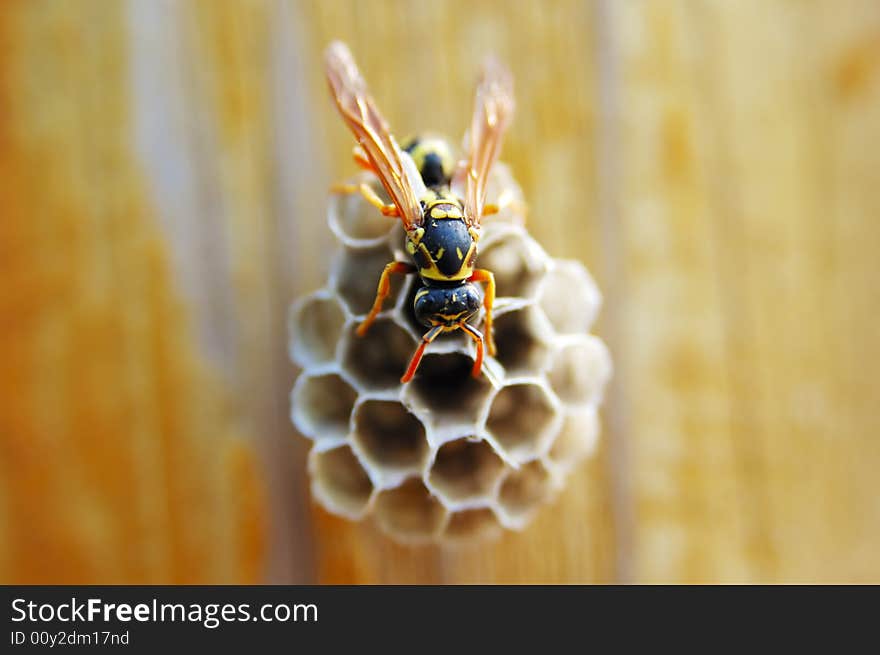 Hornet with honeycomb