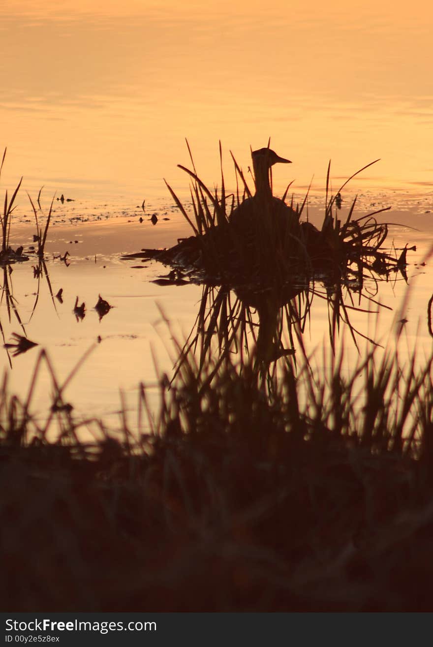 Duck at Sunset