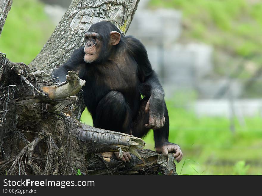 Close-up of a cute chimpanzee (Pan troglodytes)