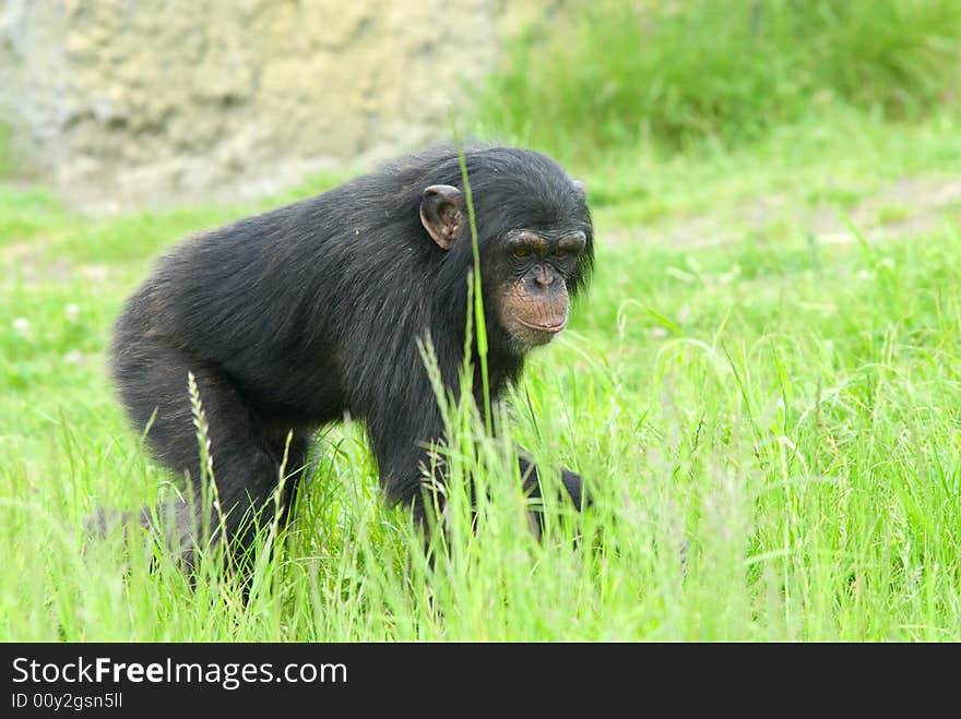 Close-up of a cute chimpanzee (Pan troglodytes)