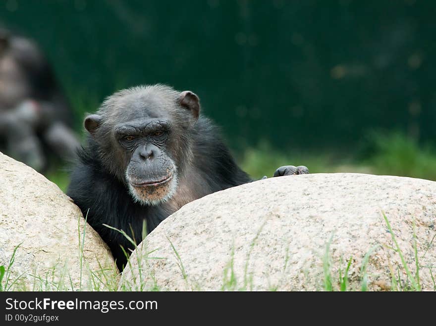 Close-up of a cute chimpanzee (Pan troglodytes)