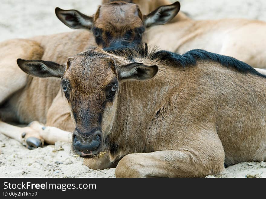 Close-up of a baby Blue wildebeest (Connochaetes taurinus)