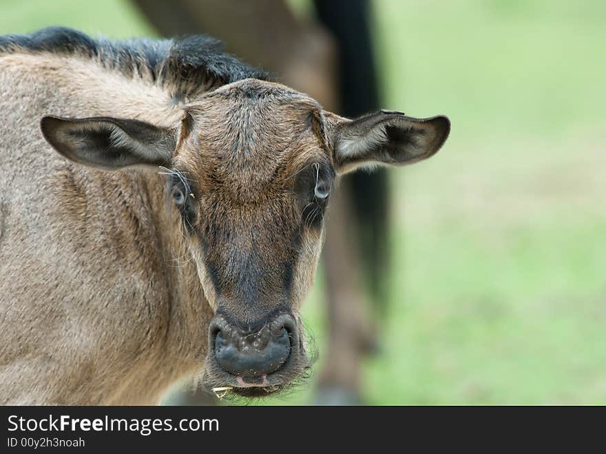 Close-up of a baby Blue wildebeest (Connochaetes taurinus)