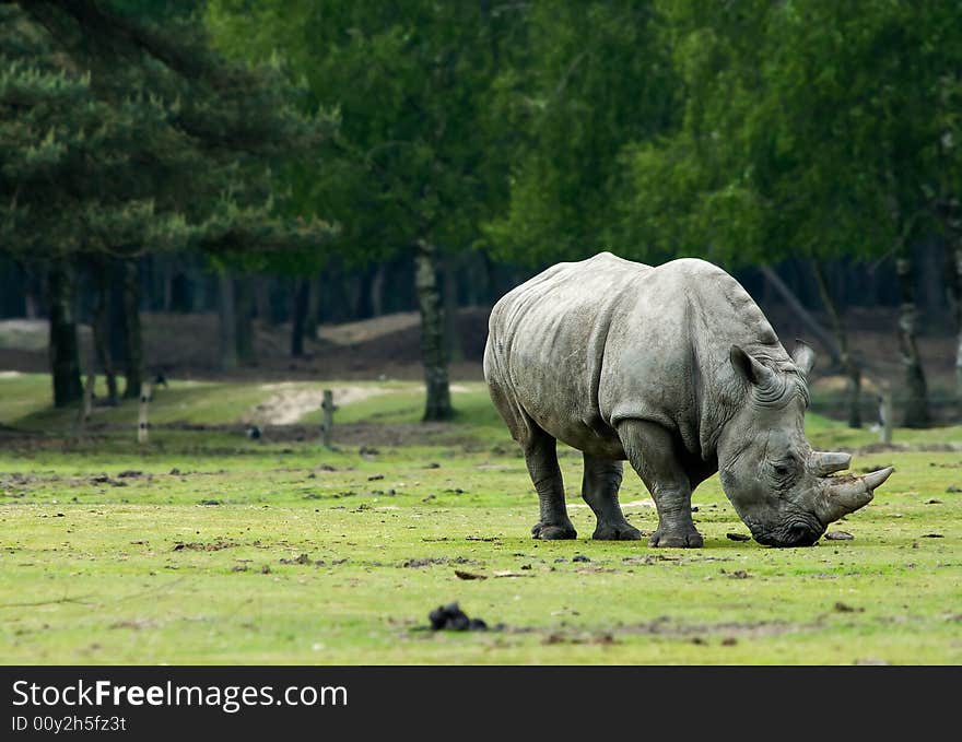 Big rhinoceros grazing in field