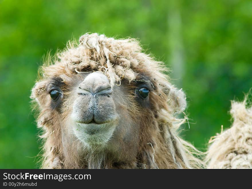 Close-up of a camel (Camelus bactrianus domesticus )