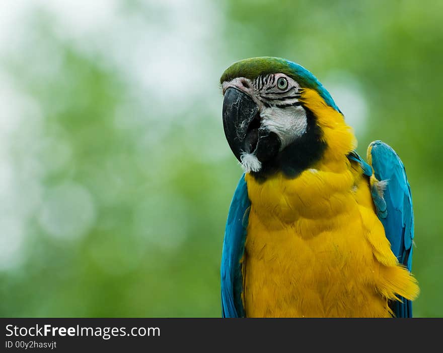 Close-up of a beautiful blue-and-yellow macaw