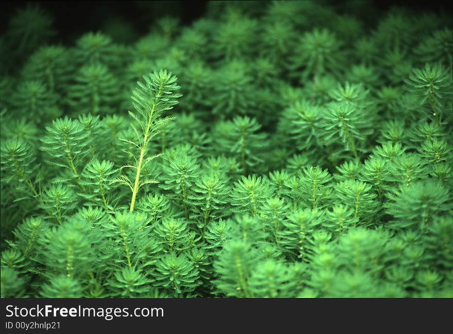 This is a kind of plant lives in water. This is a kind of plant lives in water.