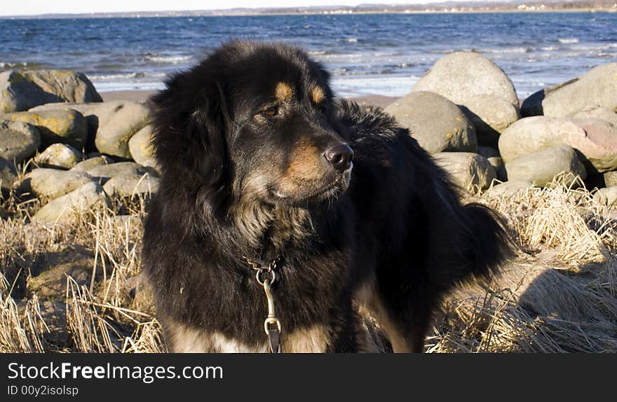 A dog on the beach with a lot of big stones
