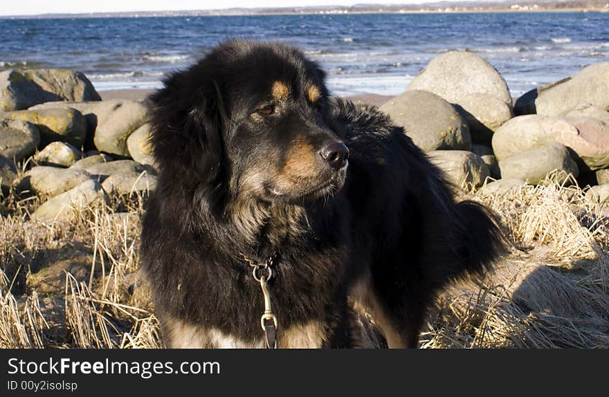 A dog on the beach