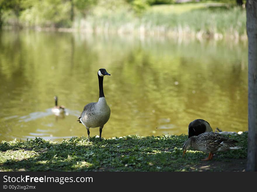 Canadian goose