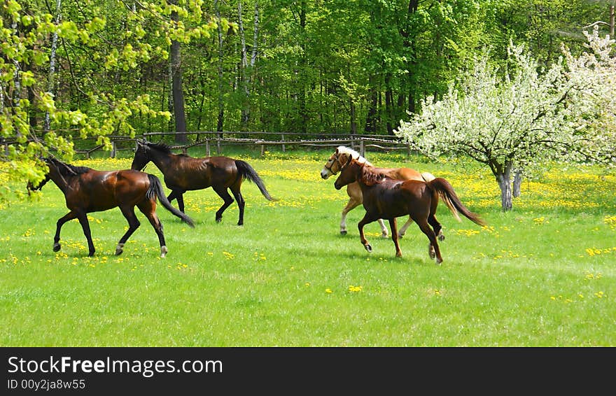 Horses running on meadow through dandelions and bllom9ng trees. Horses running on meadow through dandelions and bllom9ng trees