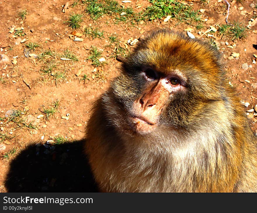 A monkey looking for food in a forest in Morocco. A monkey looking for food in a forest in Morocco.