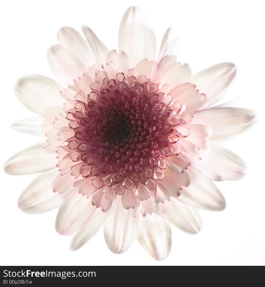 White And Purple Daisy