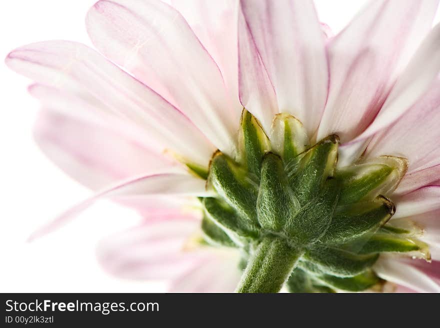 White and purple daisy