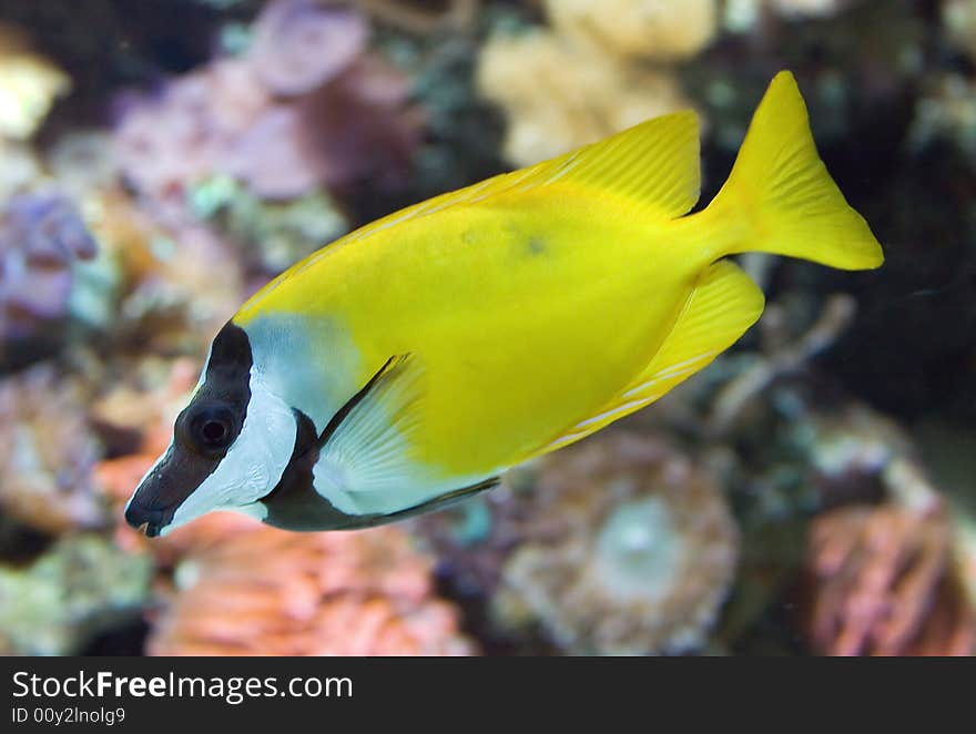 Foxface rabbit fish 1