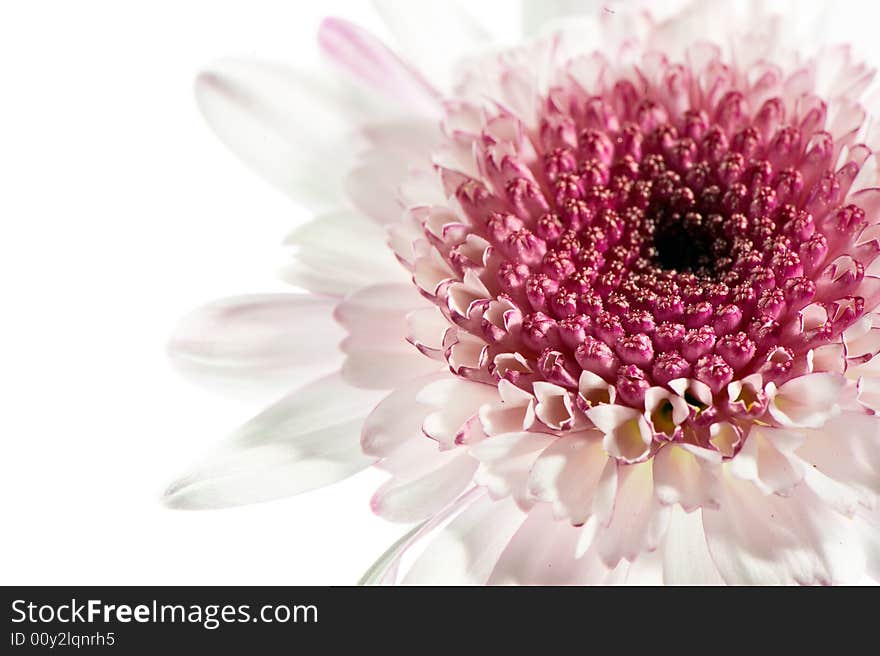 White and purple daisy