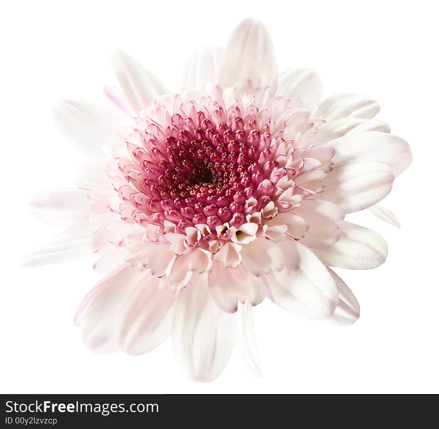 White and purple daisy