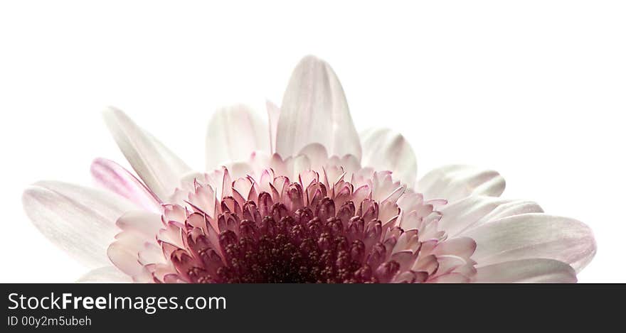 White and purple daisy