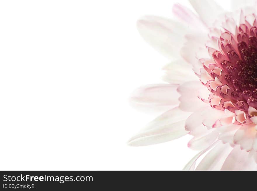 White and purple daisy