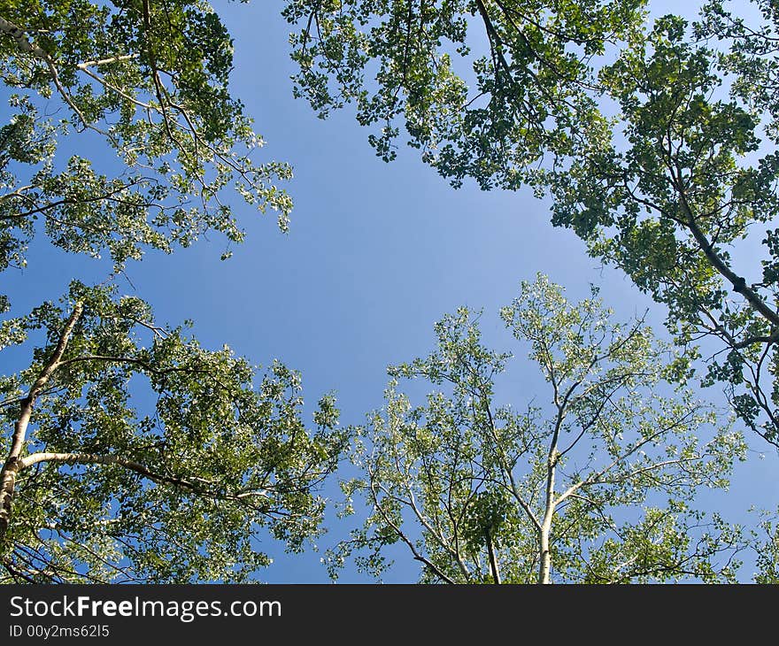 Tree branches