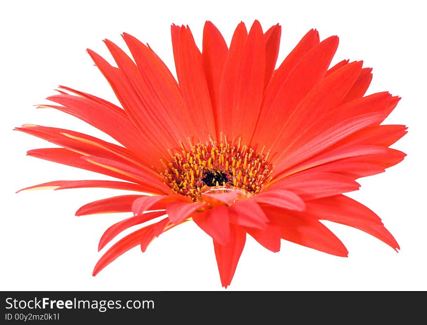 Red and yellow gerbera sharp leaf edges macro