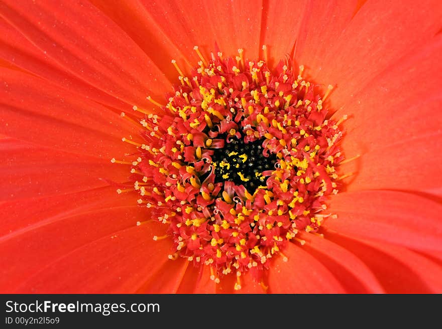 Red And Yellow Gerbera Sharp Leaf Edges Macro