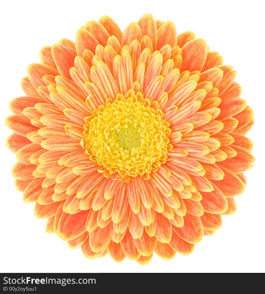 Macro image of a gerbera flower in red and yellow. Macro image of a gerbera flower in red and yellow