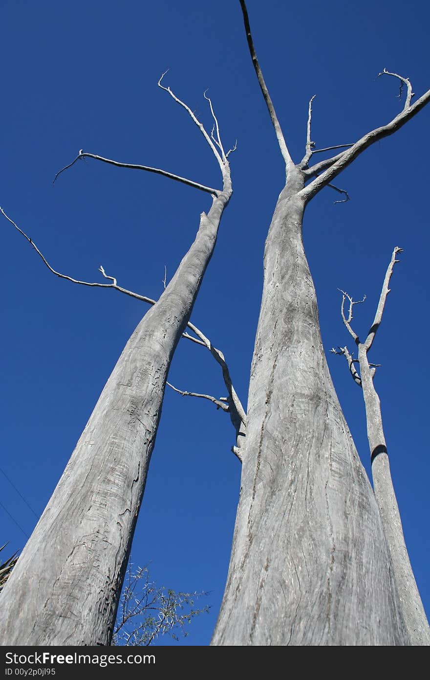 Dead Trees