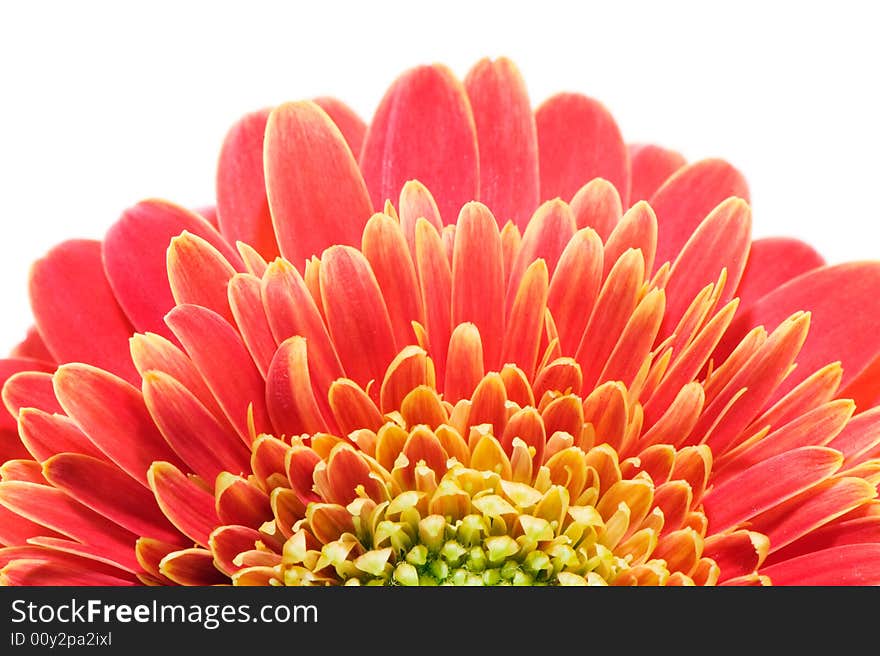 Macro image of a red and yellow gerbera. Isolated on white.