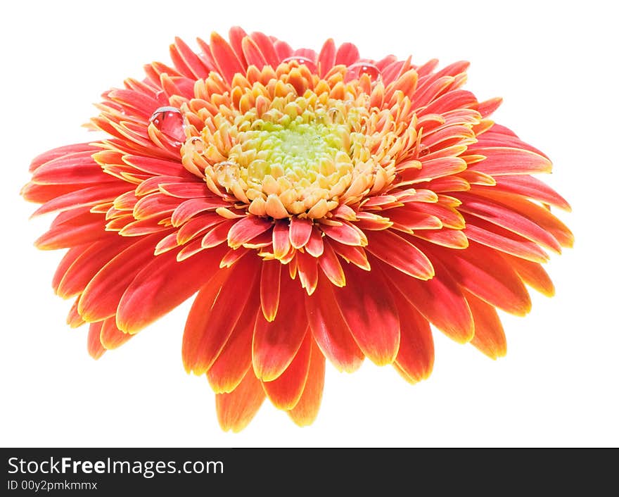 Macro image of a red and yellow gerbera. Isolated on white.