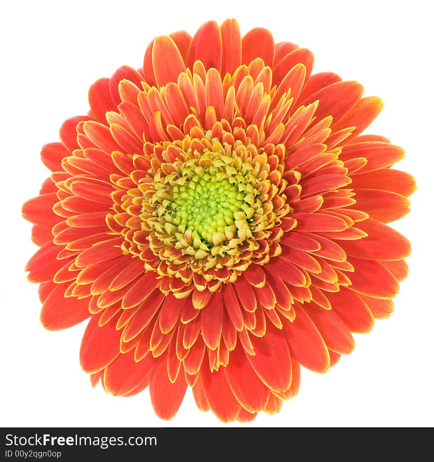 Macro image of a red and yellow gerbera. Isolated on white.