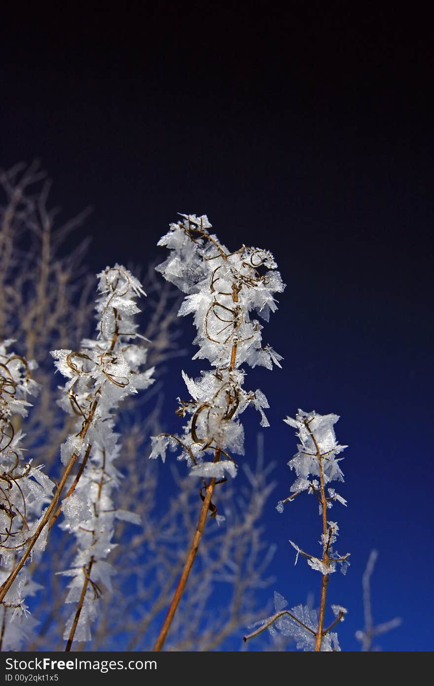 Icy Leaves At Bush