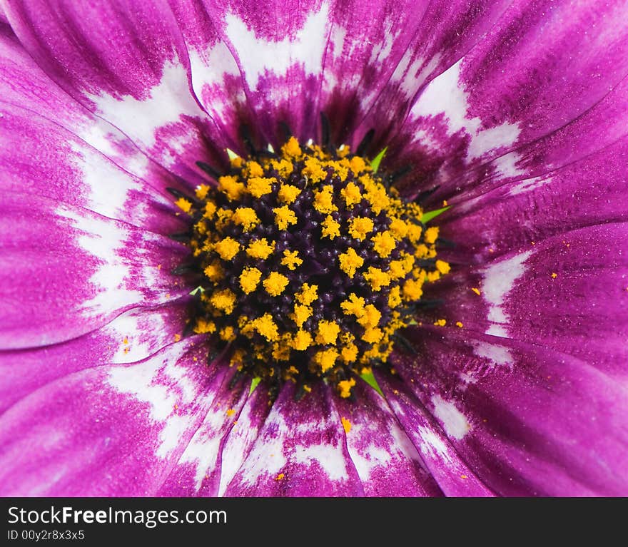 Macro image of a purple gerbera flower with yellow hart. Macro image of a purple gerbera flower with yellow hart.