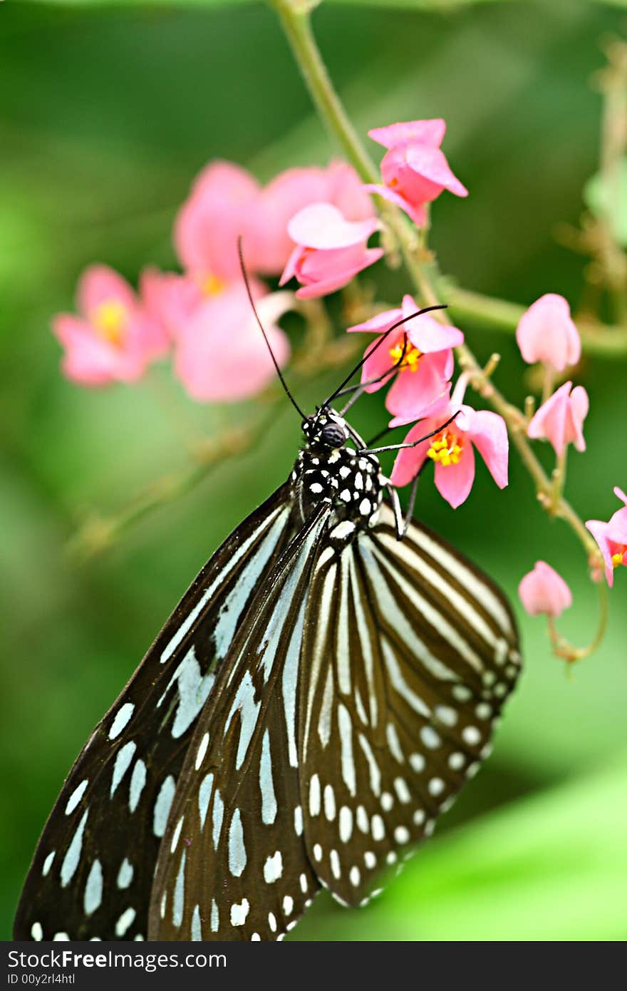 Butterfly and the pink flower