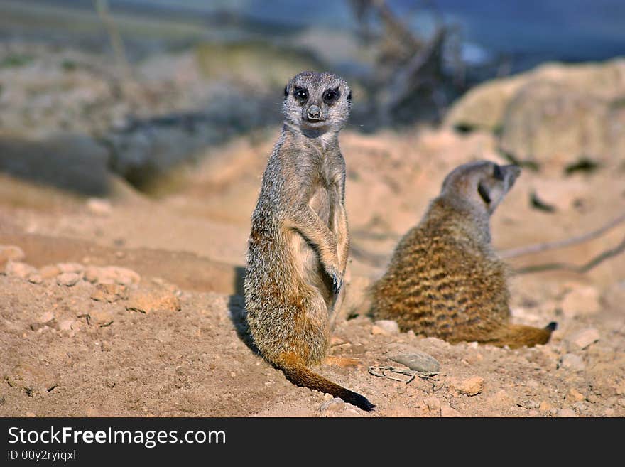 Meerkat (Suricata suricatta) is a wild mammal. Meerkat (Suricata suricatta) is a wild mammal