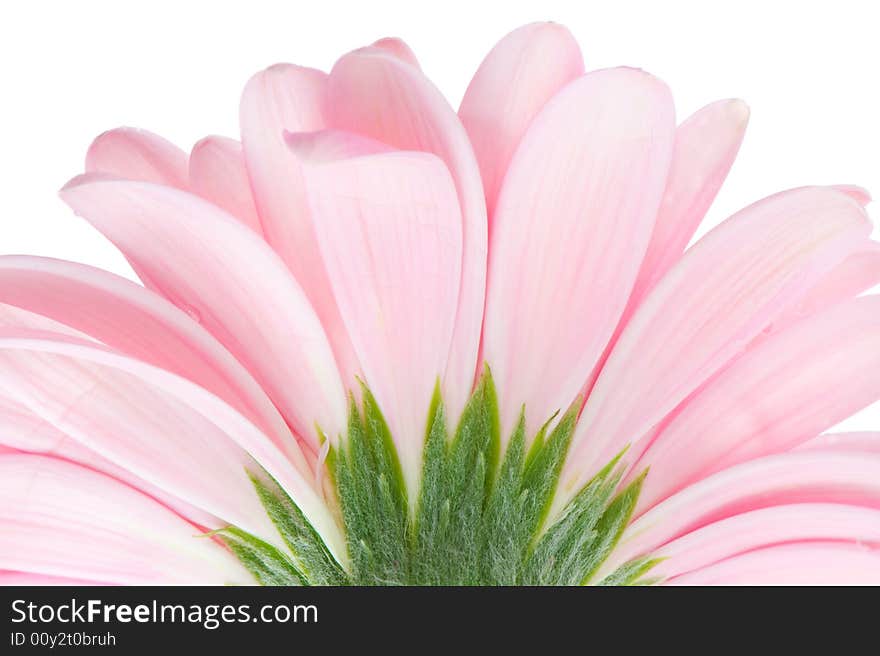 Roze gerbera