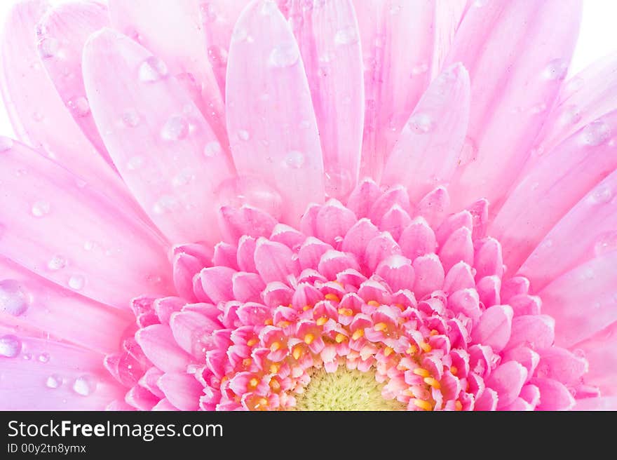 Roze Gerbera